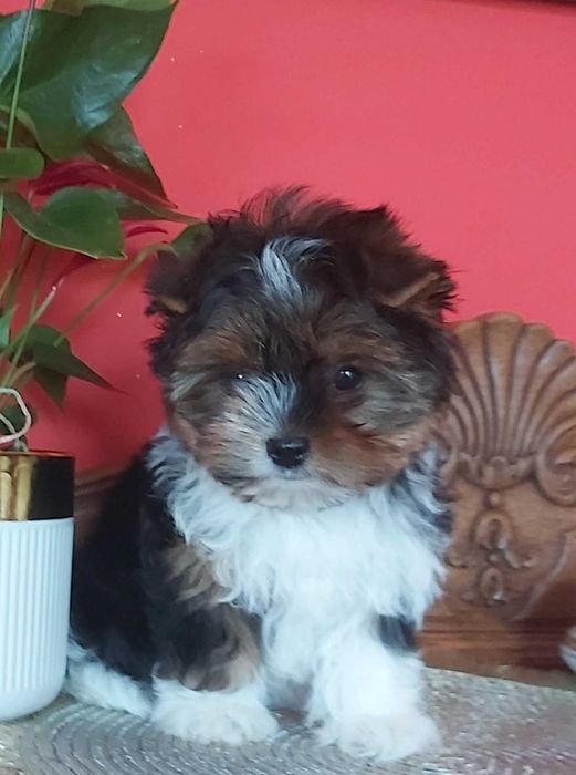 Yorkshire terrier suczka tricolor 3 razy zaszczepiona