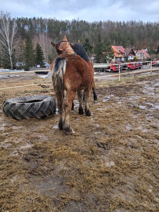 Klacze sztumskie po rodzicach programowych