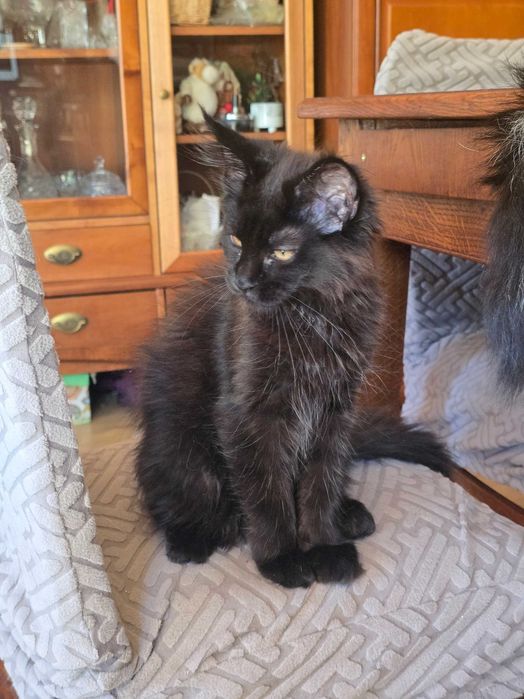 Czarna solidka Maine Coon