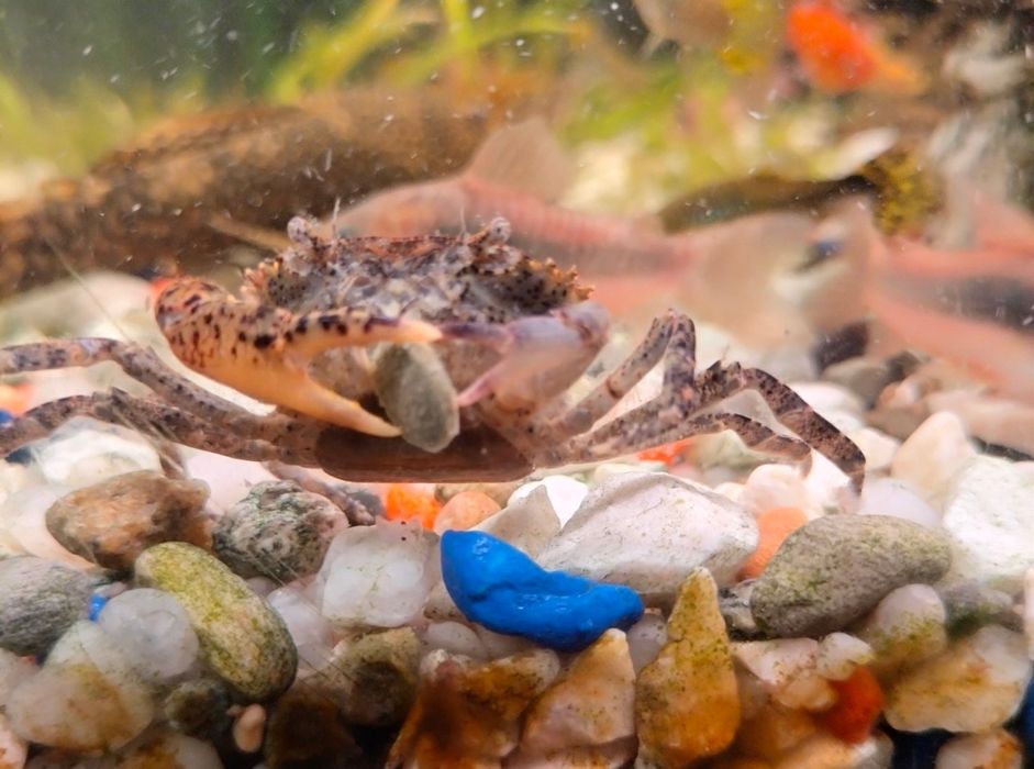 Krab Mekhong sprzedam