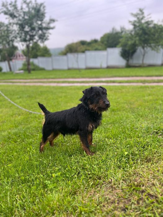 Продам  жорсткого ягтерєра