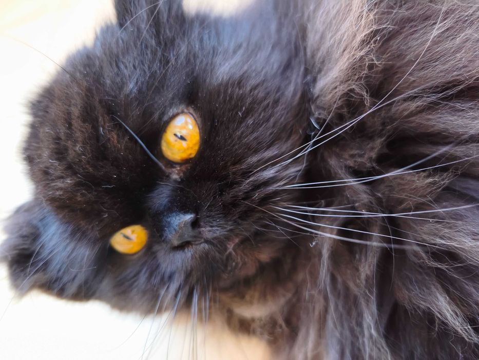 Gato persa para adoção responsável