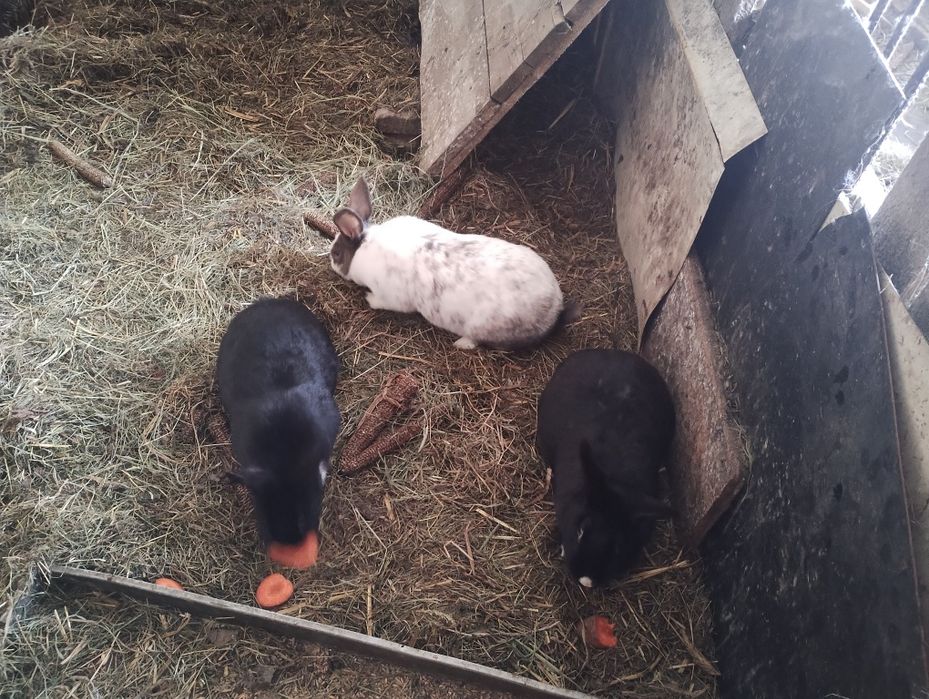 Sprzedam młode króliki