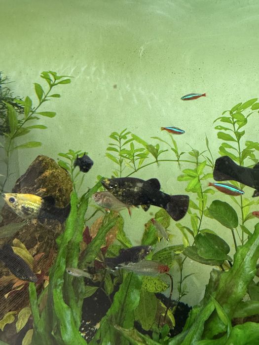 Dou Moly peixes | gratis