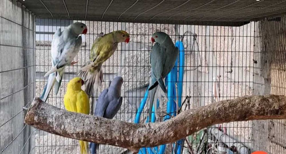 Ring neck cobalto edged, macho, 2024, verde Diluído/azul, Azul CC