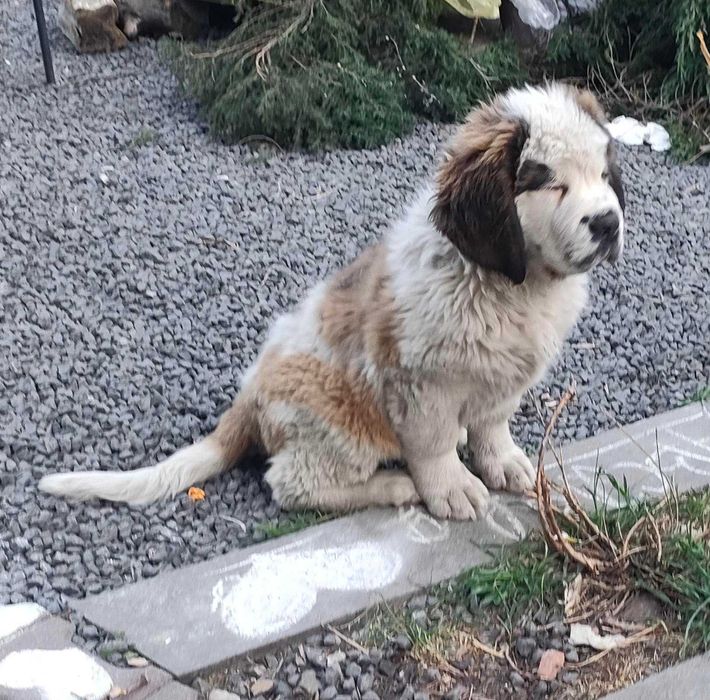 Bernardyn suczki 11 tygodni – krótkowłosa i długowłosa