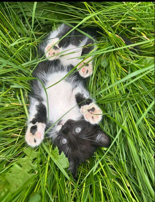 віддам кошеня тільки в добрі руки