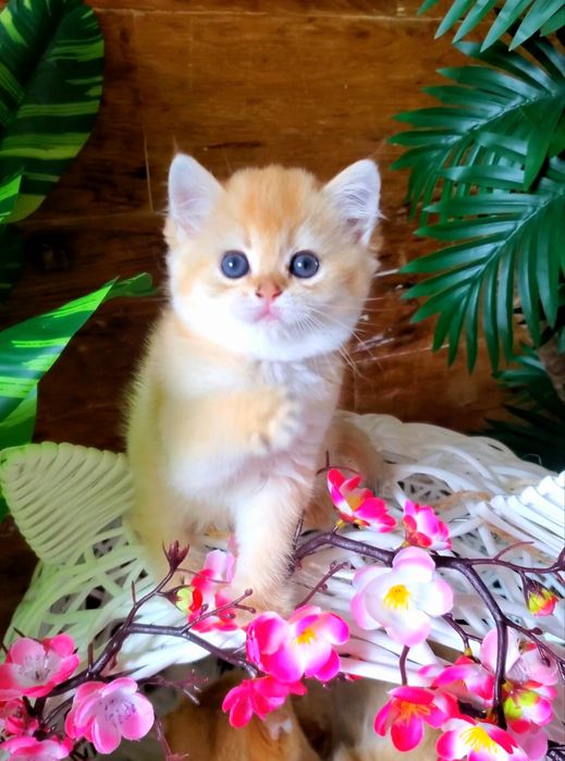 Плюшевая куколка. Ласковые и ручные котята золотая шиншилла.