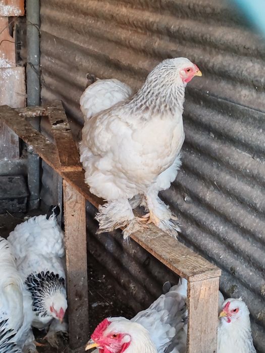 Ovos de Galinhas raça brahmas /Garnizes miniatura