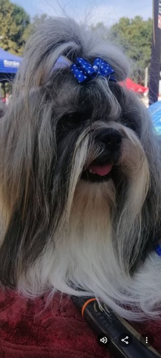 Вязка Ши Тцу , породный жених для вашей девочки
