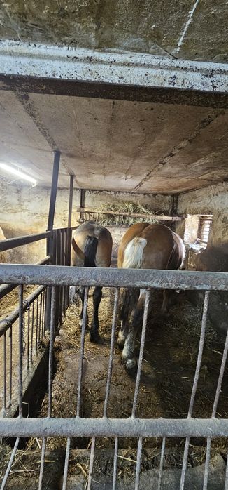 Klaczka gniada 11 miesięcy