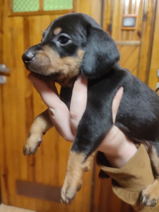 Jamnik krótkowłosy czarny podpalany.