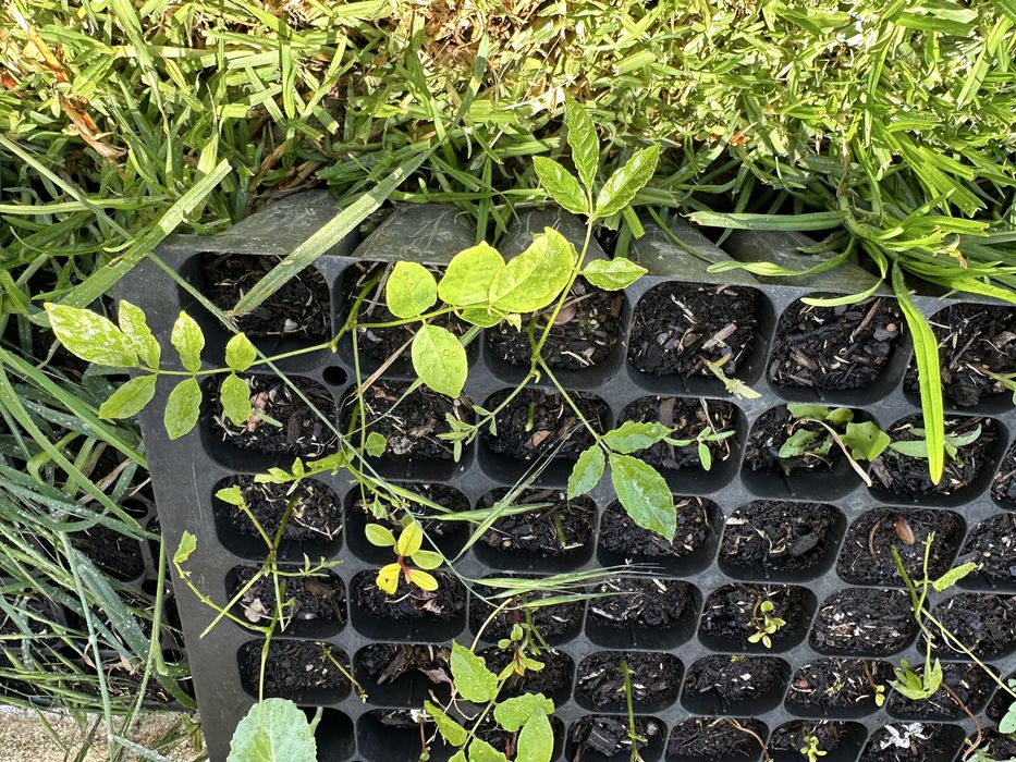 Trepadeira glicinia roxa em pezinhos germinadas