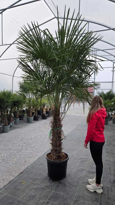 Palma mrozoodporna Trachycarpus fortunei – dostępne różne rozmiary