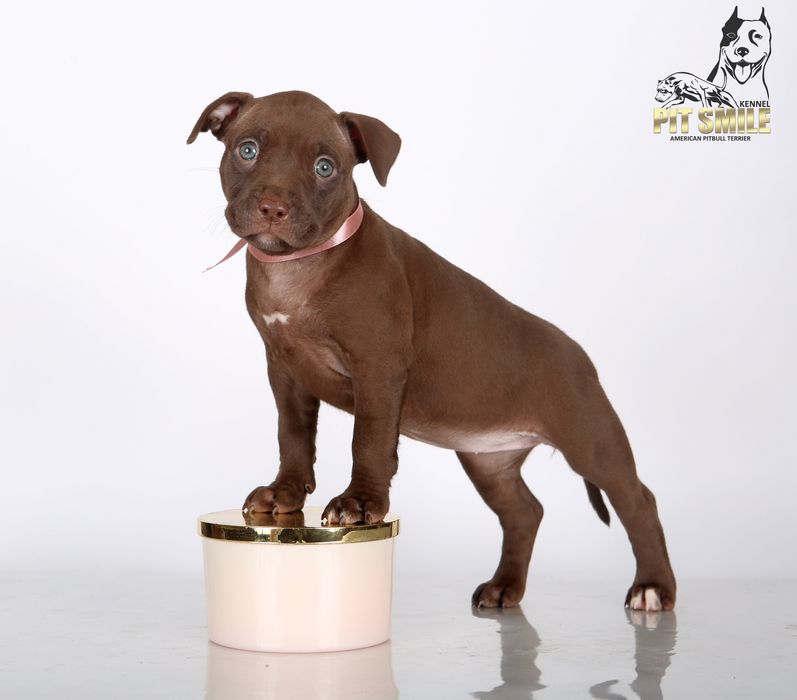 Лучшая девочка Американского Питбультерьера.Питбуль