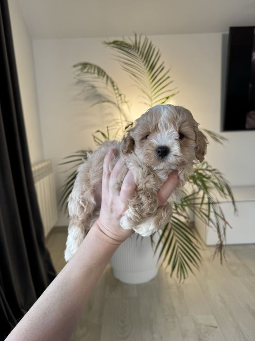 Малюк Мальтіпу ф1 міні !