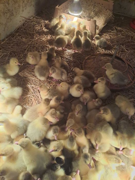 Gęsi kaczki bojler zagrodowy gołoszyjka