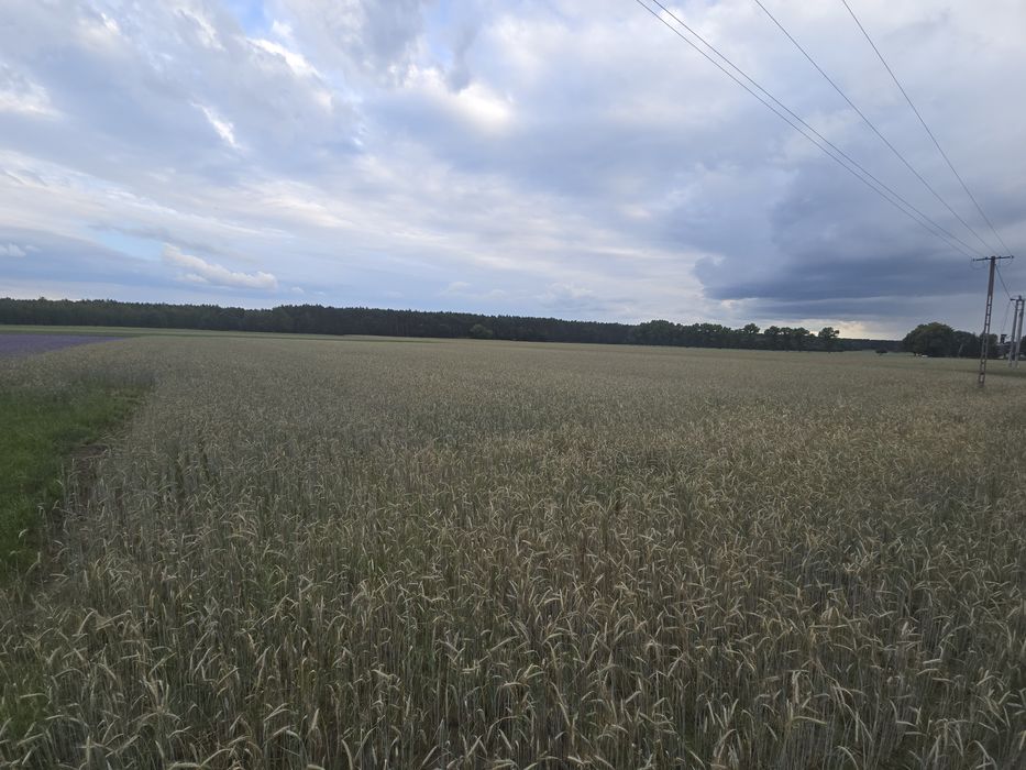 Działki budowlane z warunkami zabudowy.