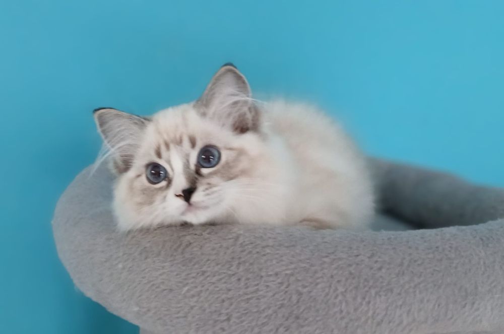 Piękna dziewczynka  Ragdoll