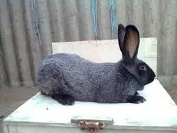 Продам кролів "Полтавське срібло"