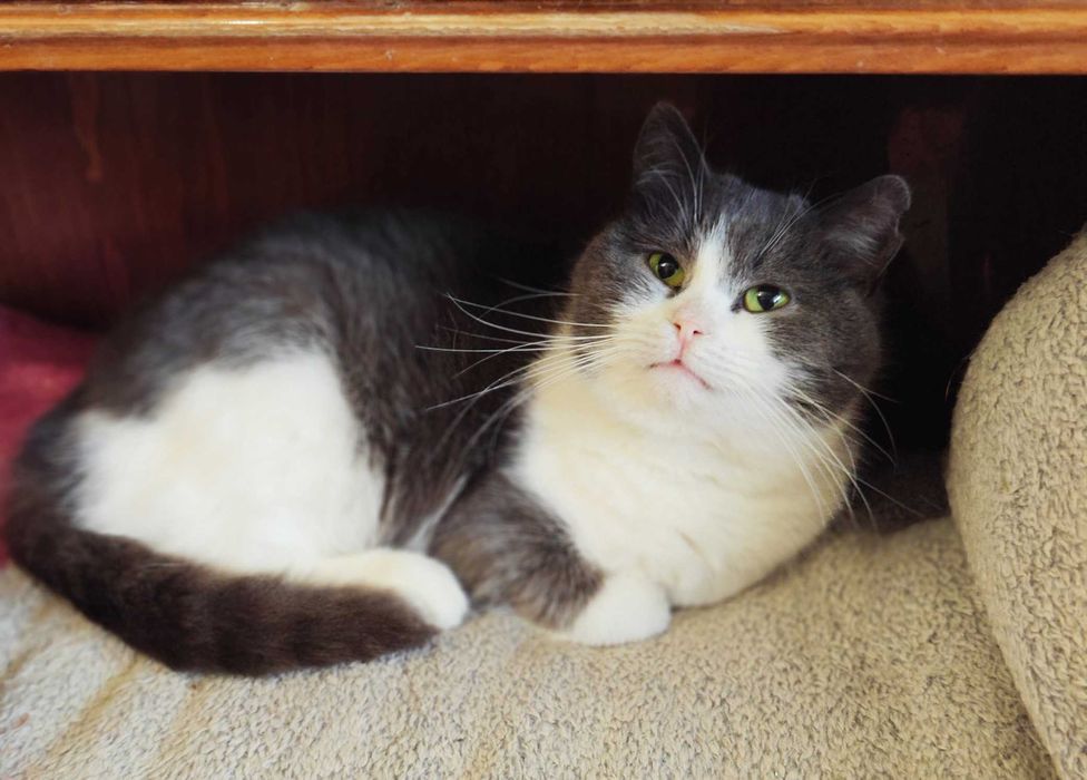 Мелані — маленька плюшева киця шукає дім! кішка 1р, кошка кіт кошеня