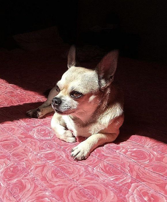 Палевый Соболь развязан кобель чихуахуа ищет невесту случка вязка