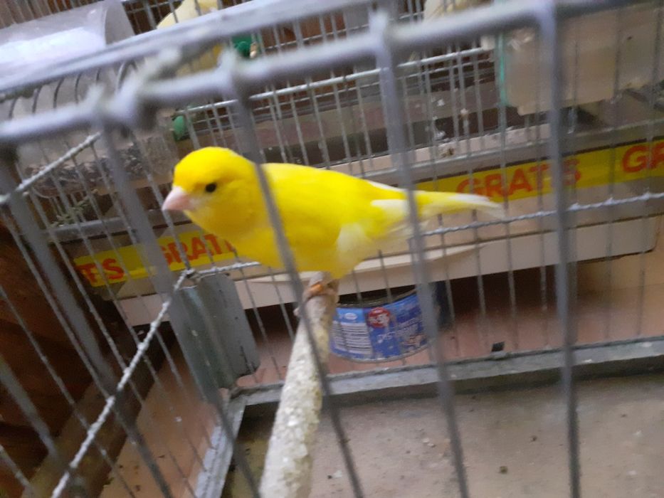 Sprzedam bastardy i kanarki