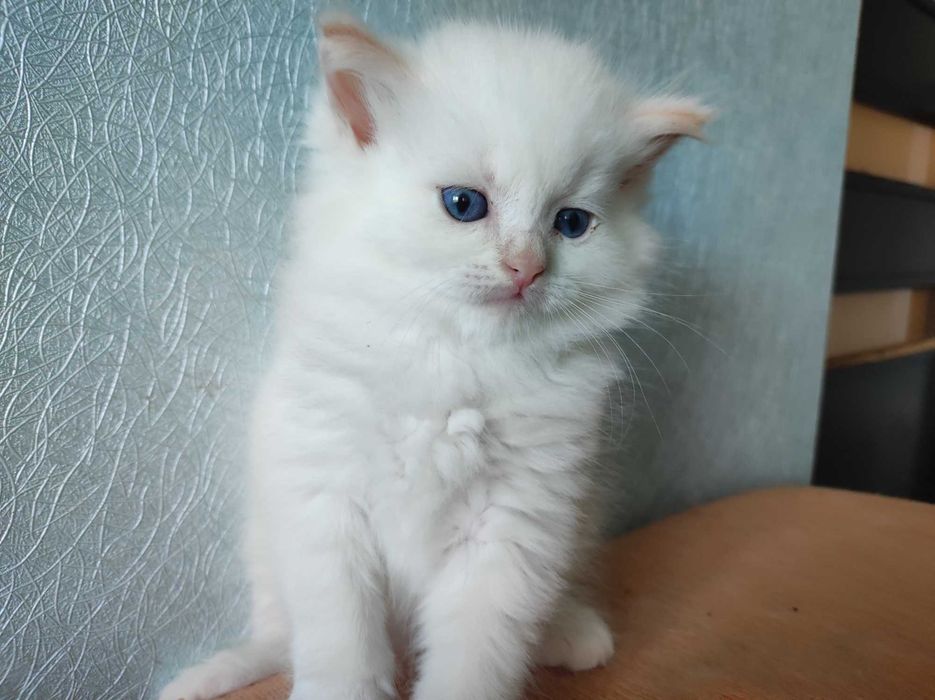 Кошенята невської маскарадної породи