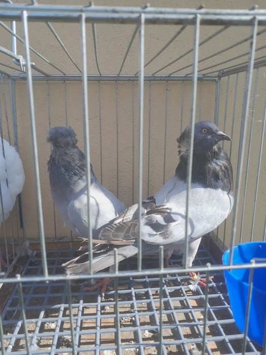 Sprzedam parę parzystą.