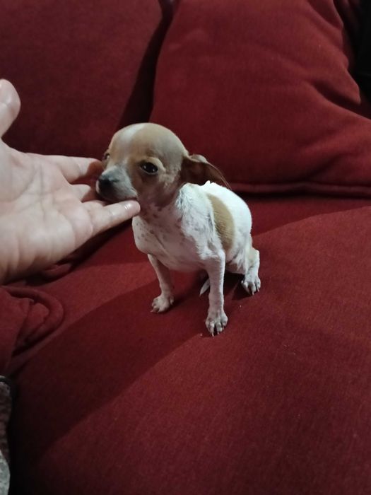 Chihuahua miniatura macho
