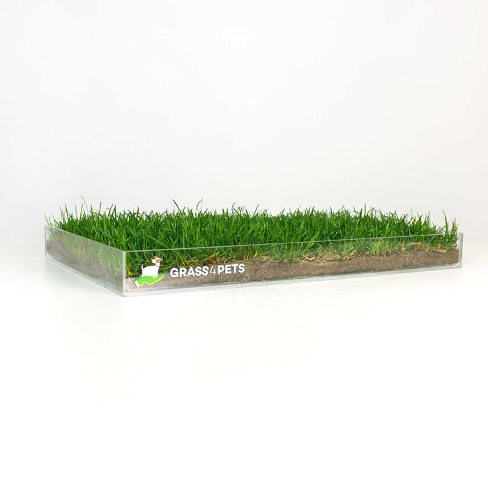 GRASS4PETS! Relva natural para os seus patudos!