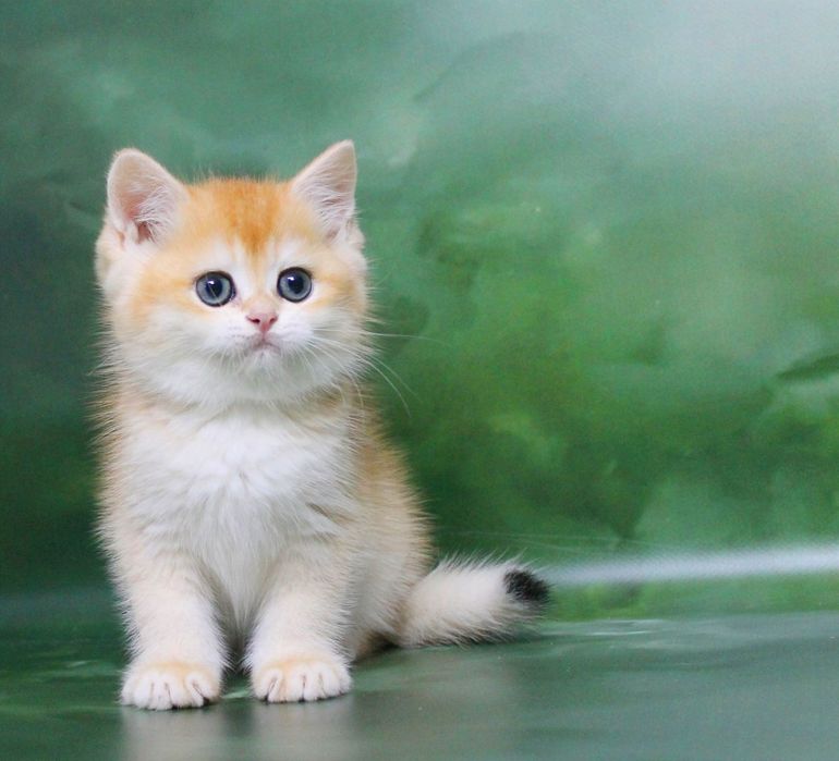 Золотий хлопчина змінить ваше життя