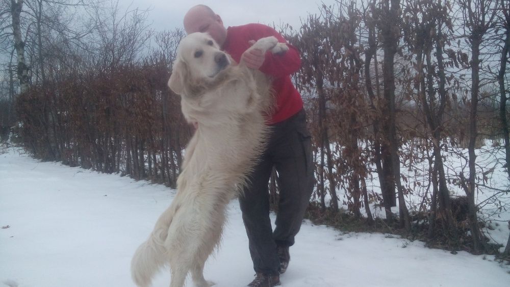 Золотистий ретривер.В'язка.