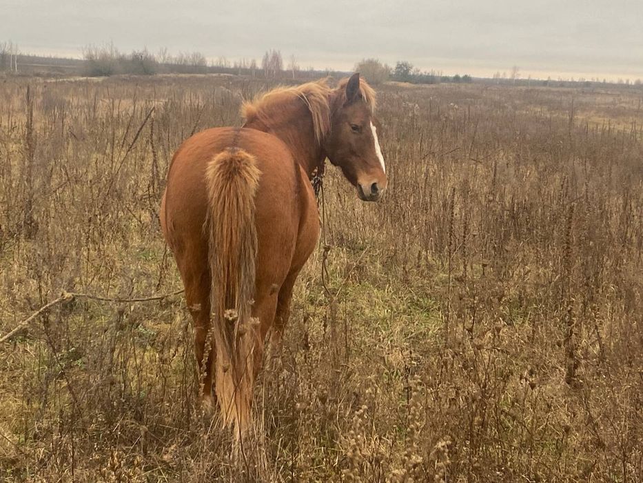 Продається робоча кобила