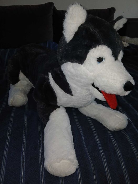 Piesek Husky pluszowa maskotka