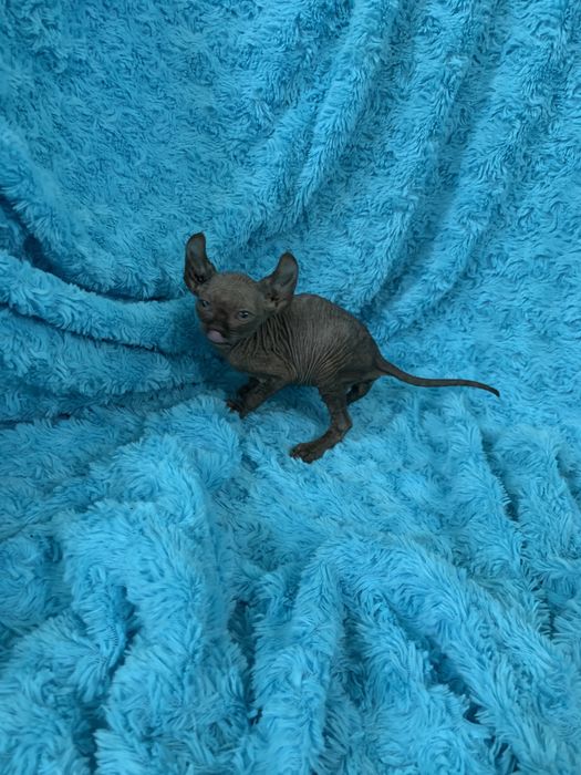 Ельф діічинка канадка