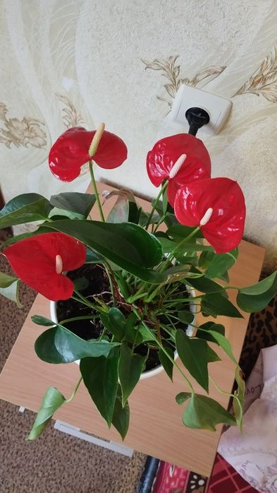 Продам антуріум ( "чоловіче щастя")
