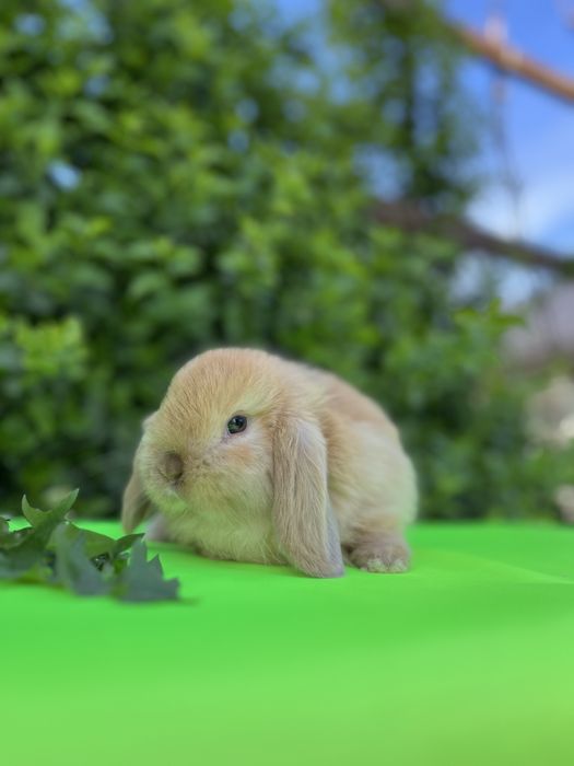 NHD.кролики карликові.декоративні