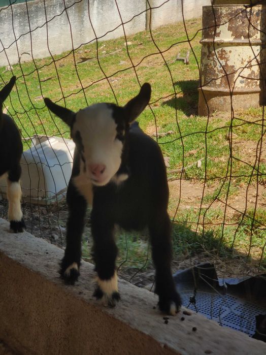 Casal de cabrito anão 2 meses