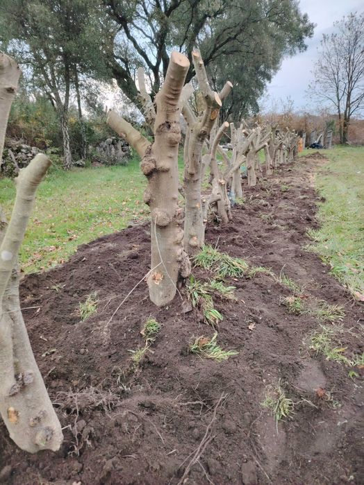 Oliveiras para jardim