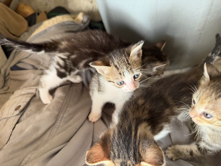 Dão-se 4 gatinhos