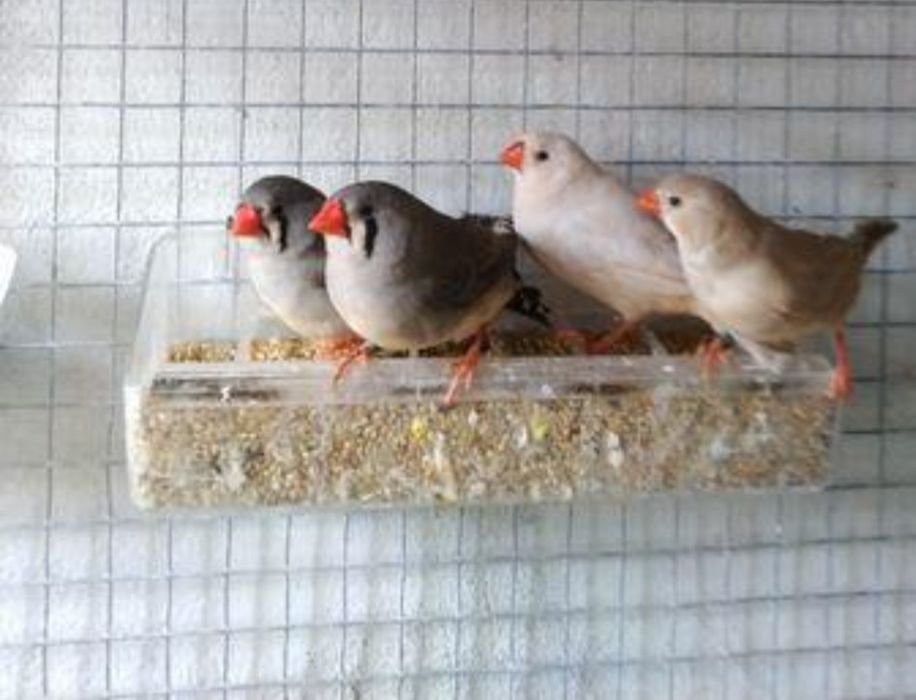 Mandarins castanhos, cinzentos, brancos e malhados
