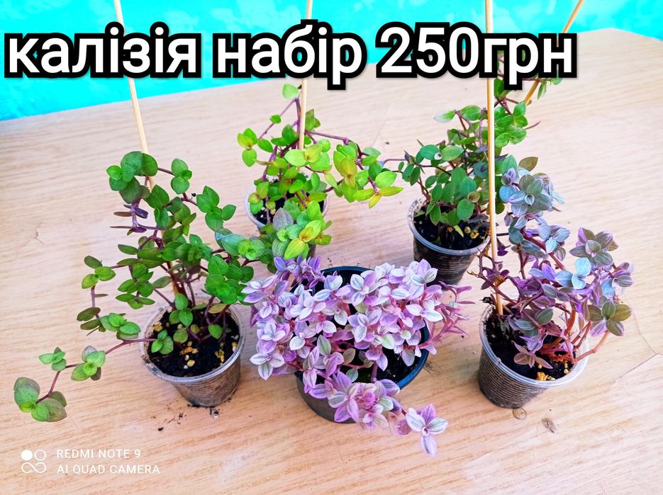 Паслён солянум, иерусалимская вишня