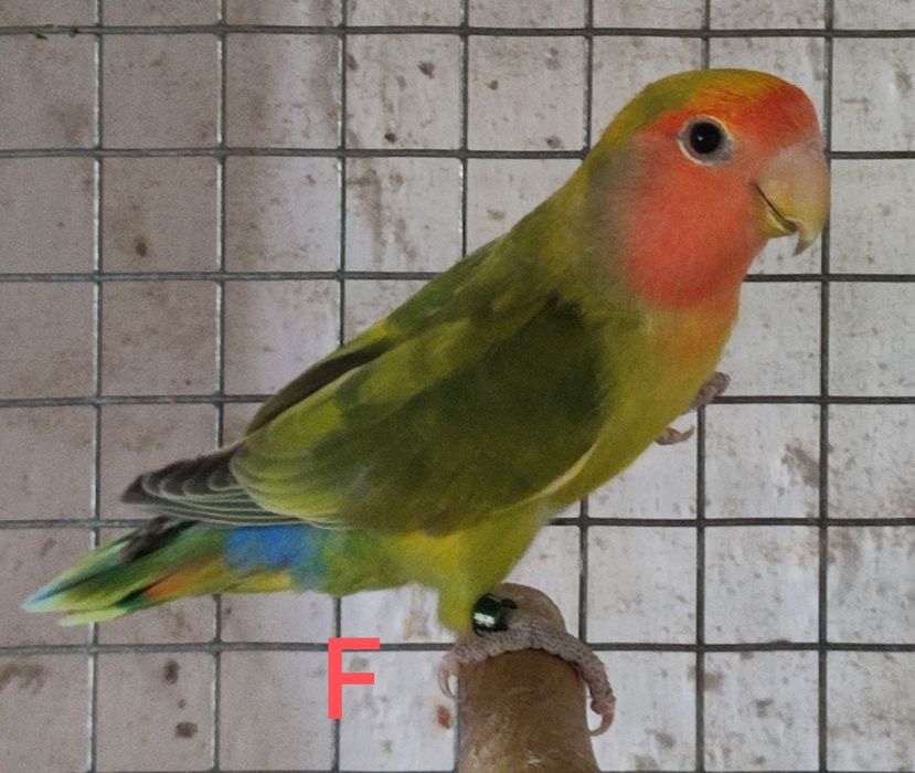 Agapórnis Roseicollis