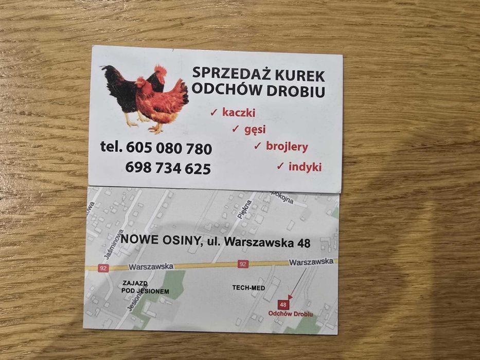 Kury nioski, odchowane