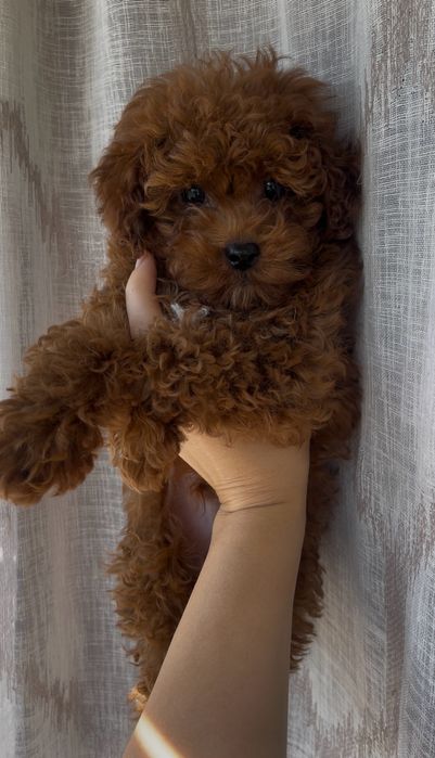 Poodle toy VIP mini
