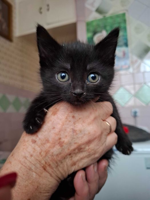 Кошенята по 2 місяці