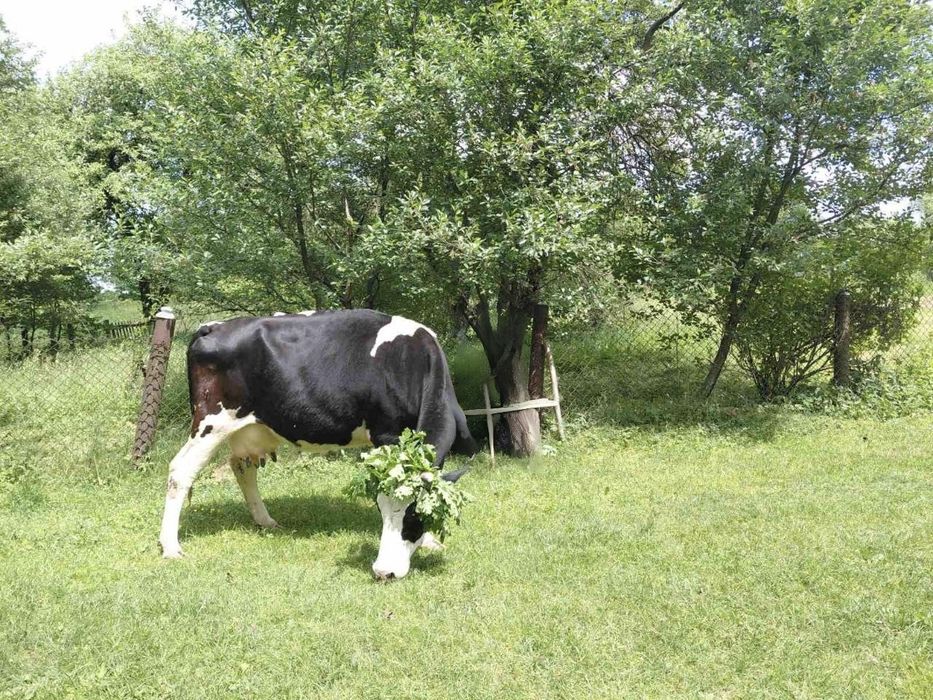 Продається корова