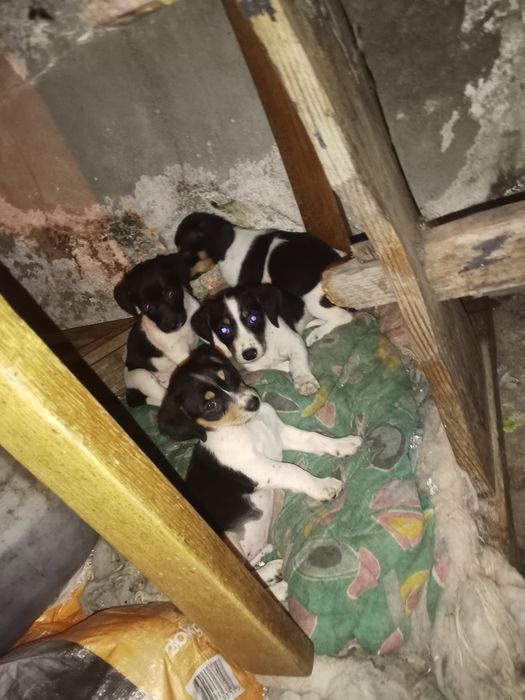 Cãezinhos para adoção