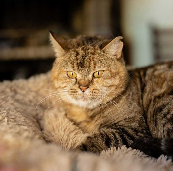 Кицюня 1,5-річна Мія шукає свою родину кіт кішка